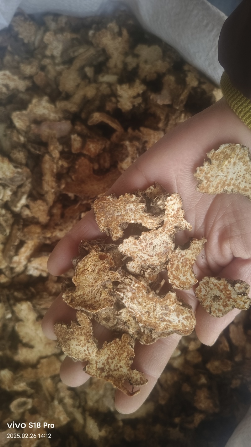 《苍术》内蒙苍术朱砂点多正品干货苍术片
