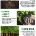 格纳姆爆根增强根系活力生主根增侧根防治僵苗弱苗提高免疫力