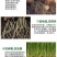 格纳姆爆根增强根系活力生主根增侧根防治僵苗弱苗提高免疫力