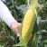正宗超甜水果玉米种子辉甜138生吃甜糯玉米国审鲜食高产非