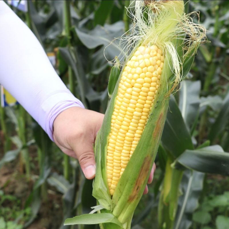正宗超甜水果玉米种子辉甜138生吃甜糯玉米国审鲜食高产非
