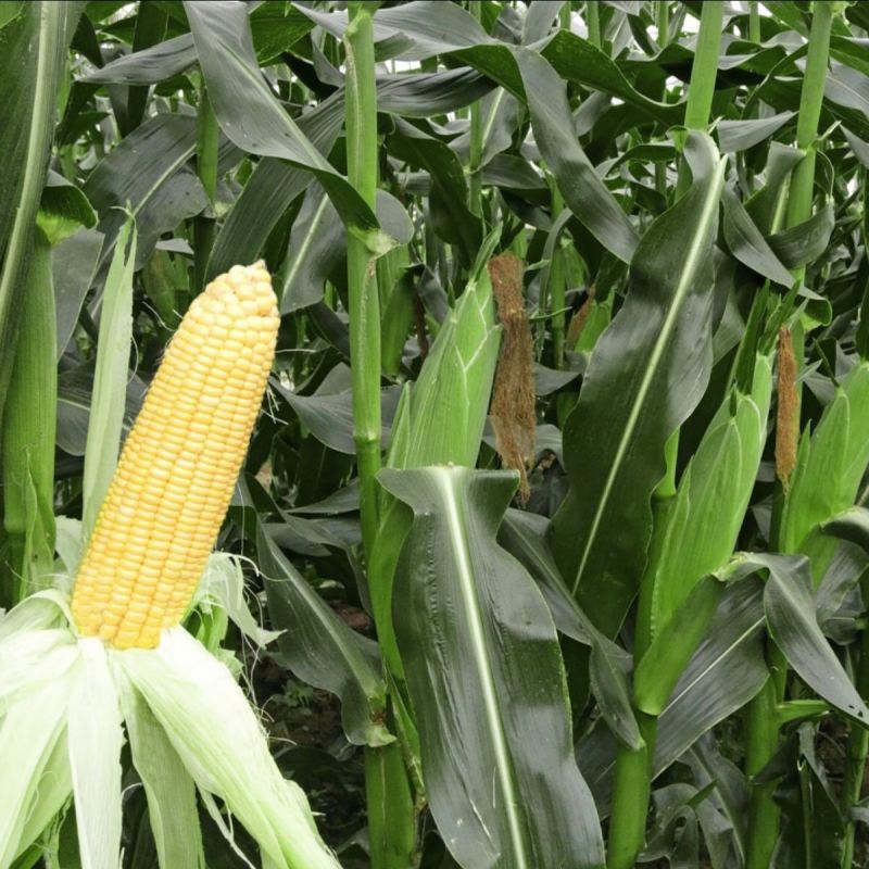 正宗超甜水果玉米种子辉甜138生吃甜糯玉米国审鲜食高产非