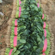 大叶菠菜一手货源，新鲜上新货，各种规格都有，量大价优