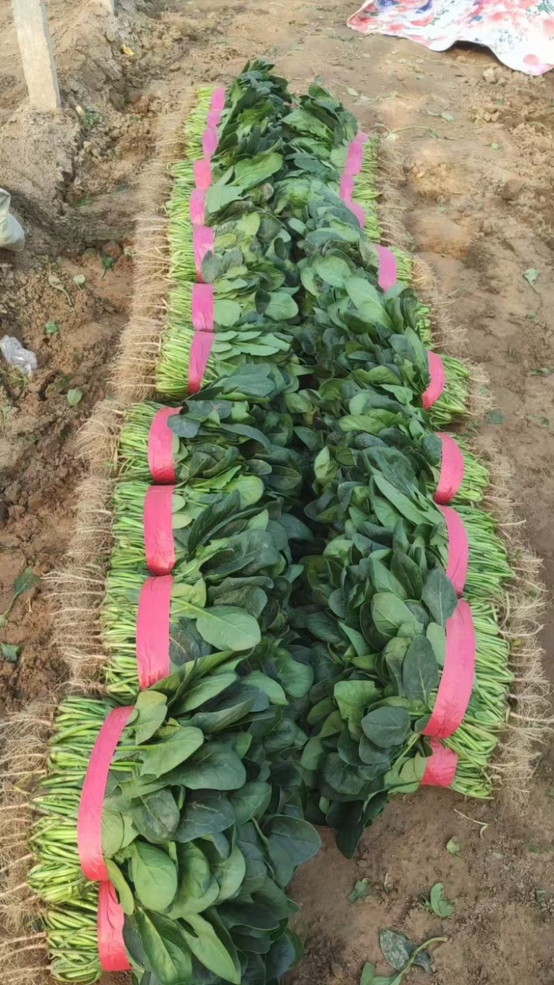 大叶菠菜一手货源，新鲜上新货，各种规格都有，量大价优