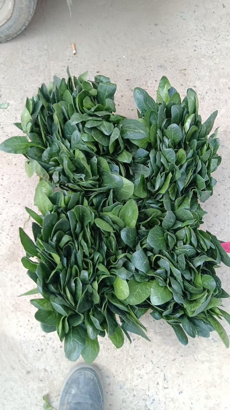 大叶菠菜一手货源，新鲜上新货，各种规格都有，量大价优