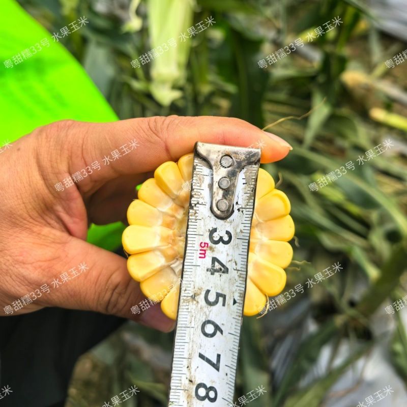 正宗国审超甜水果玉米种子粤甜33号水果玉米种籽高产鲜食生