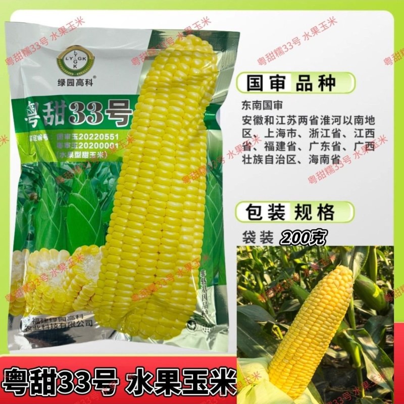 正宗国审超甜水果玉米种子粤甜33号水果玉米种籽高产鲜食生