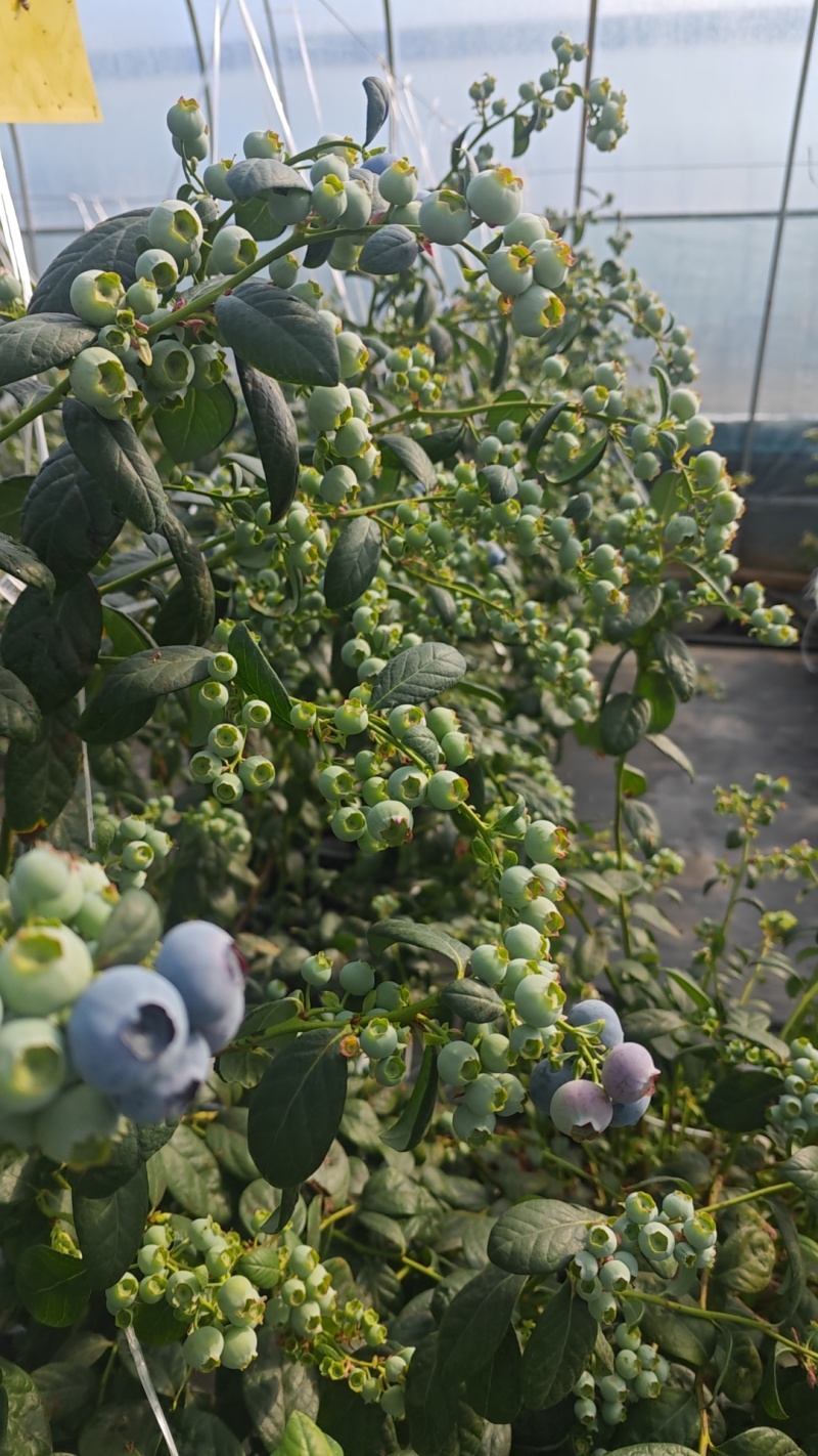 东海县花香L25-F6蓝莓上市一件代发京东顺丰包邮整车落