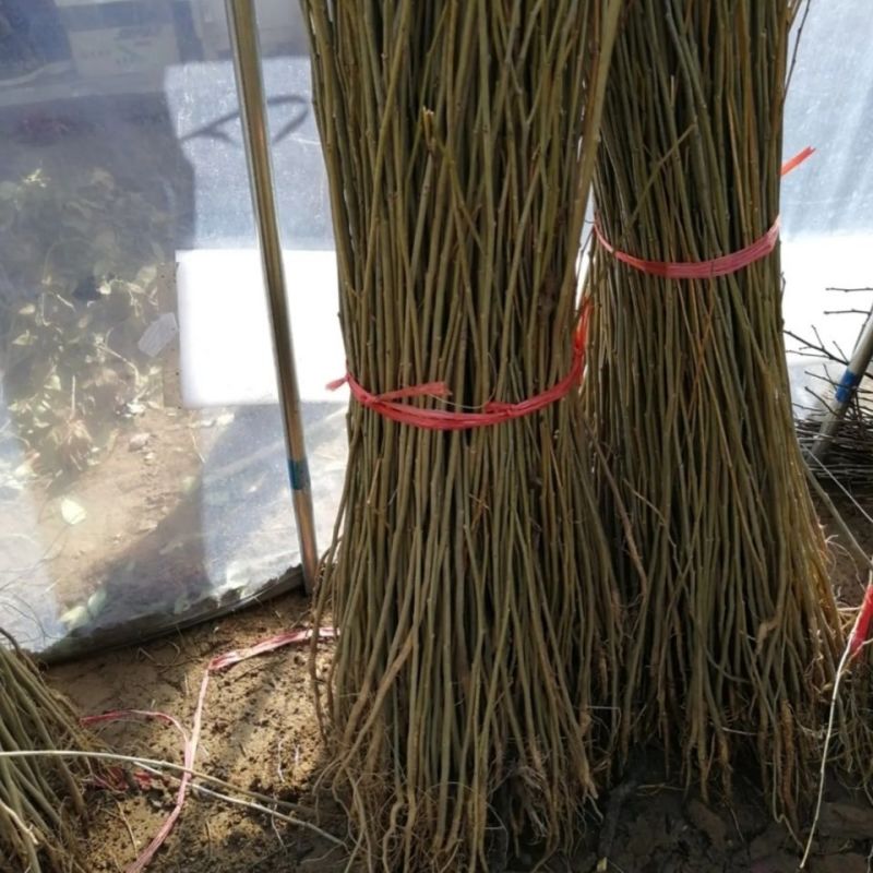 合欢树苗合欢苗绒花树苗芙蓉花树基地直销