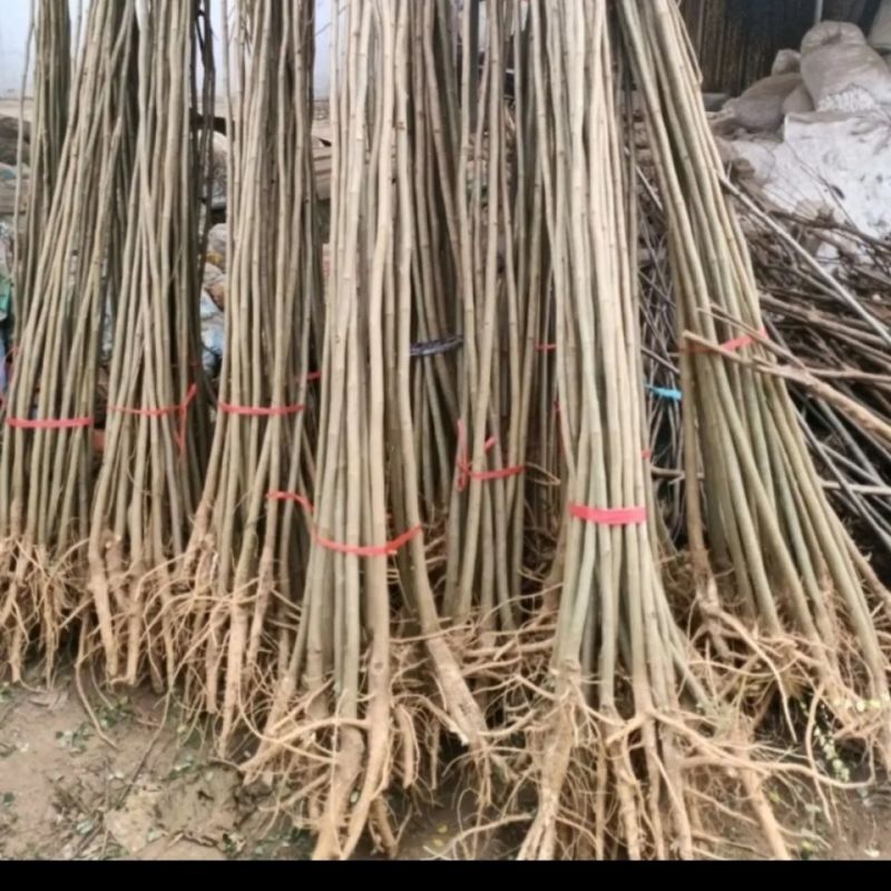 合欢树苗合欢苗绒花树苗芙蓉花树基地直销