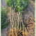合欢树苗合欢苗绒花树苗芙蓉花树基地直销