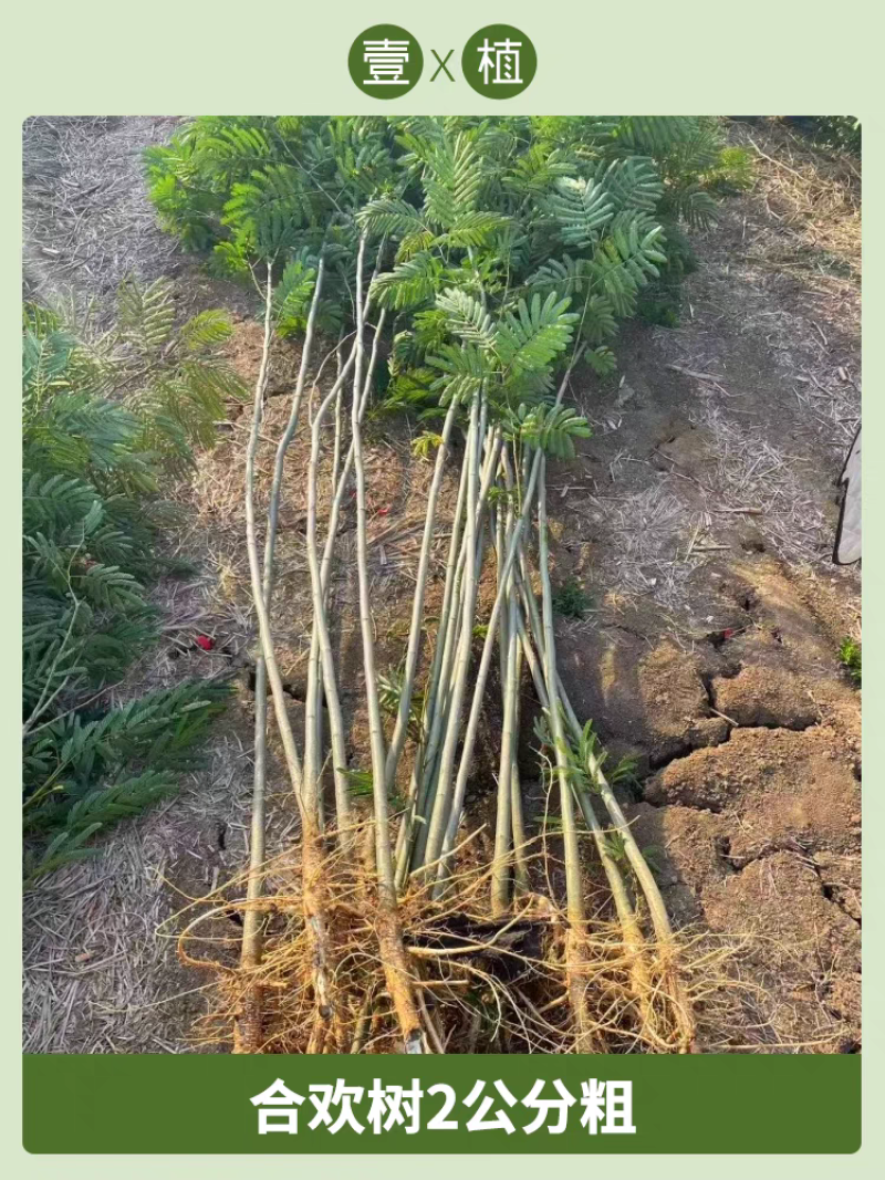 合欢树苗合欢苗绒花树苗芙蓉花树基地直销