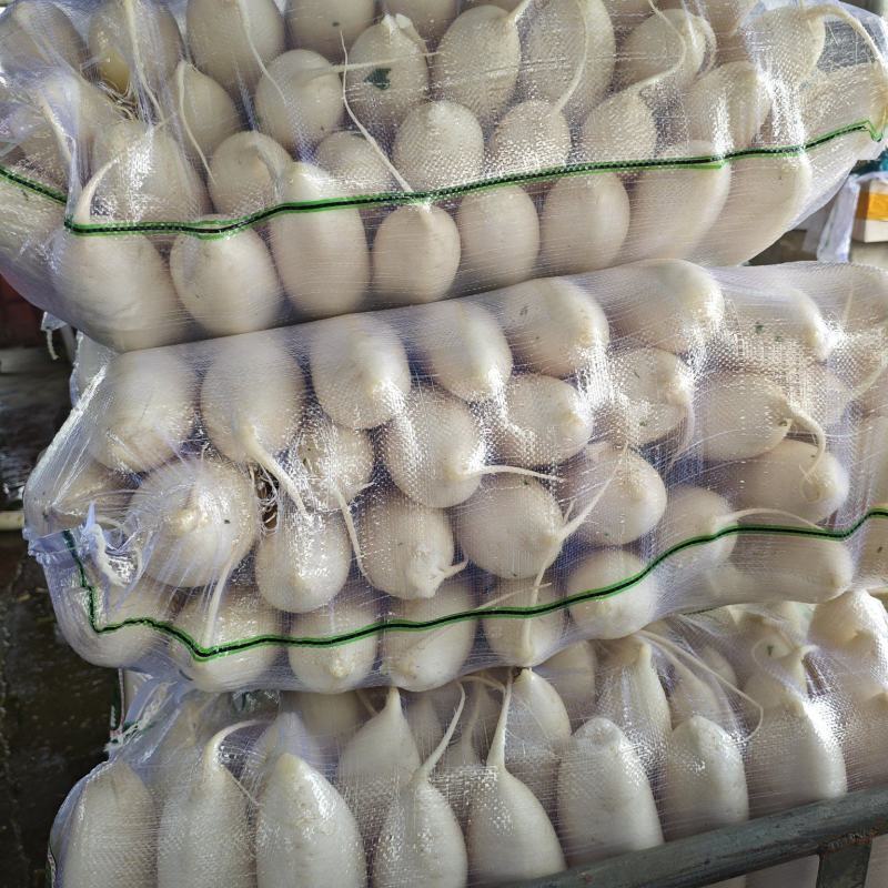 精品白萝卜