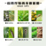 山东联合-25%噻虫嗪+25%烯啶虫胺防治小麦蚜虫