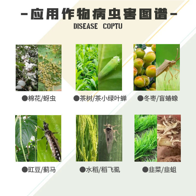 山东联合-25%噻虫嗪+25%烯啶虫胺防治小麦蚜虫