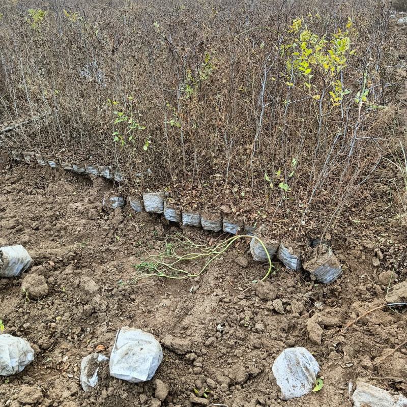优质药用酸枣树苗河北苗木基地直供质量保证成活率高