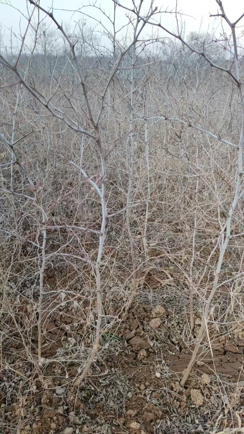 优质药用酸枣树苗河北苗木基地直供质量保证成活率高