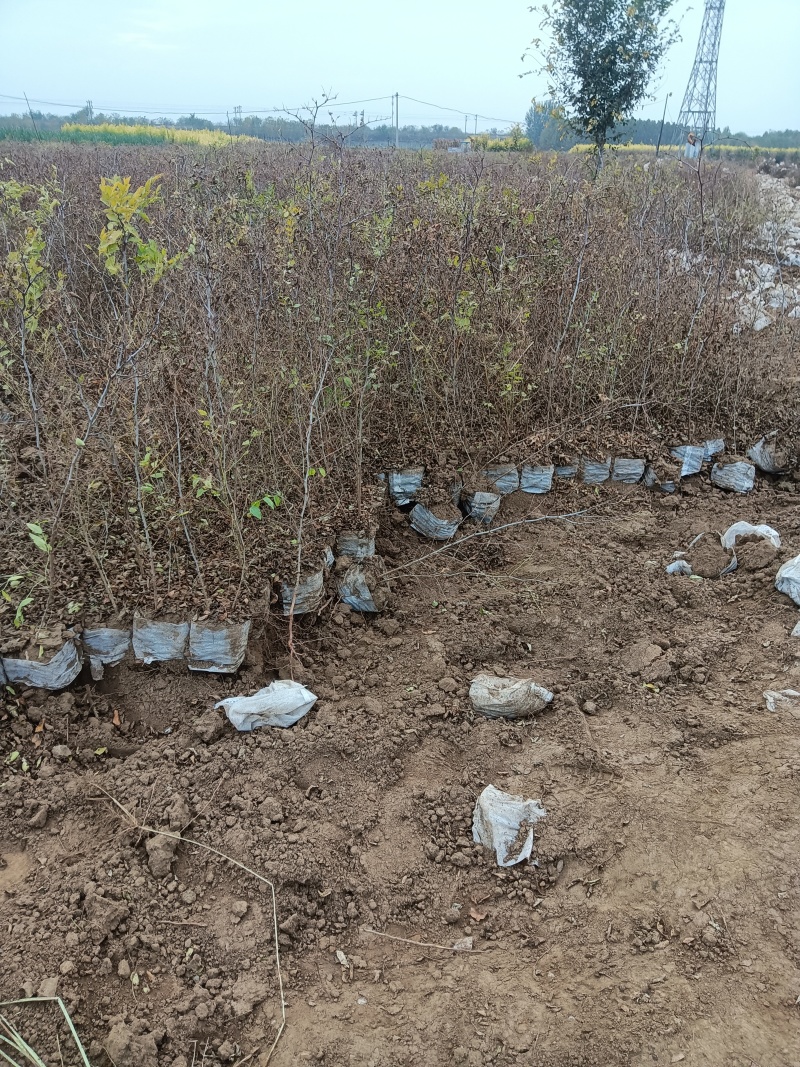 优质药用酸枣树苗河北苗木基地直供质量保证成活率高