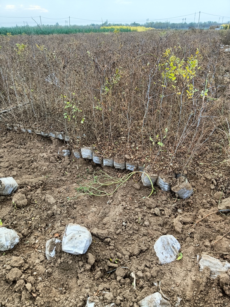 优质药用酸枣树苗河北苗木基地直供质量保证成活率高