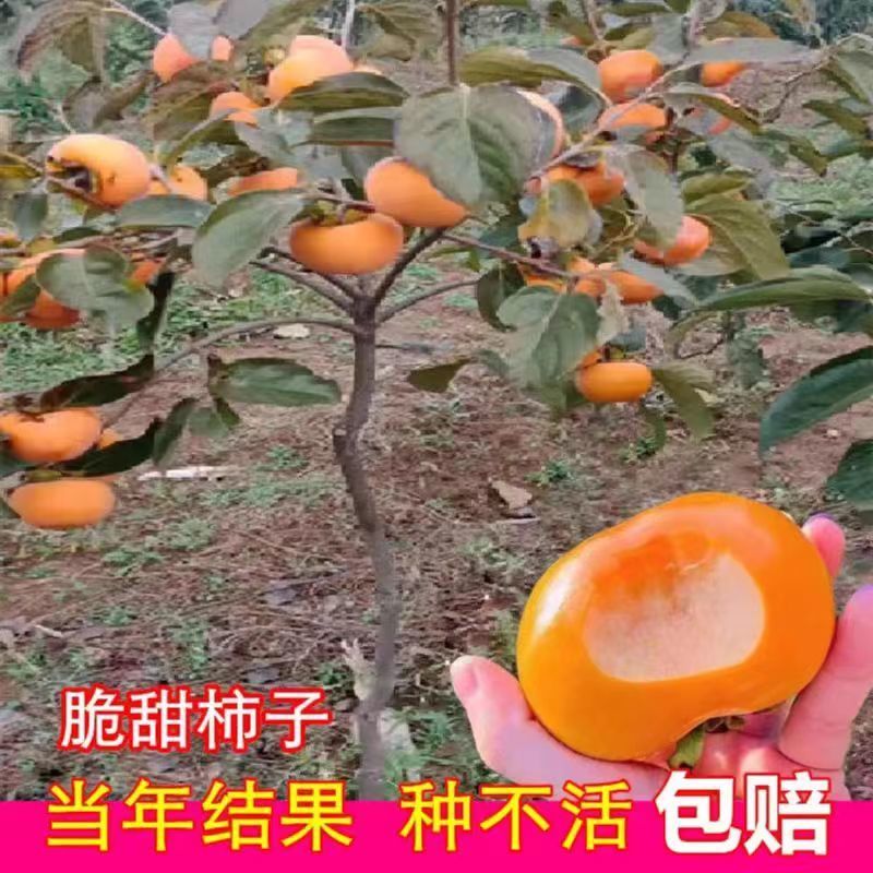 火晶柿子树，太秋，阳丰柿子树大小规格的都有