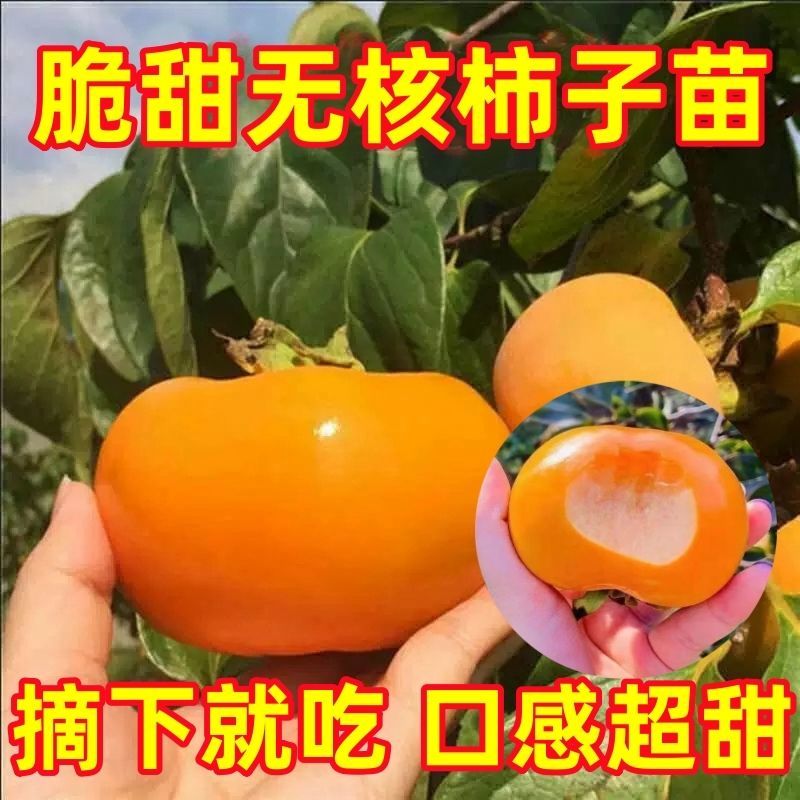 火晶柿子树，太秋，阳丰柿子树大小规格的都有