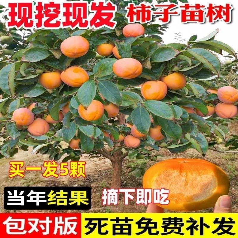 火晶柿子树，太秋，阳丰柿子树大小规格的都有