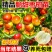 枣树苗沾化三代冬枣苗南北方种植地栽庭院当年结果