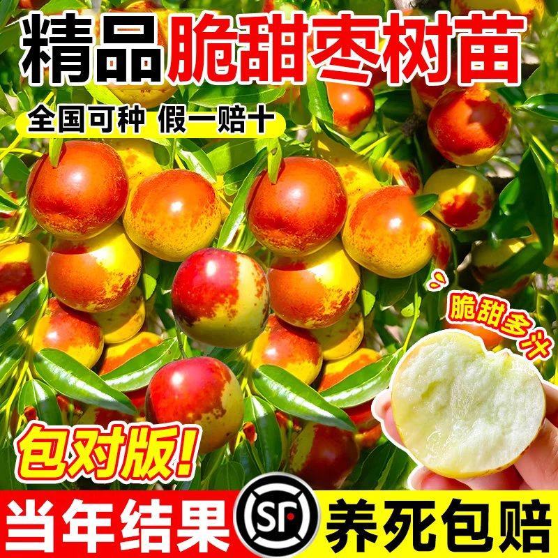 枣树苗沾化三代冬枣苗南北方种植地栽庭院当年结果