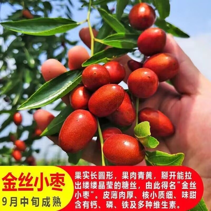 枣树苗沾化三代冬枣苗南北方种植地栽庭院当年结果