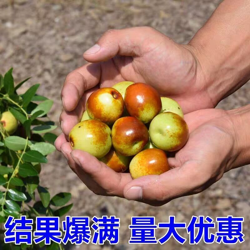 枣树苗沾化三代冬枣苗南北方种植地栽庭院当年结果
