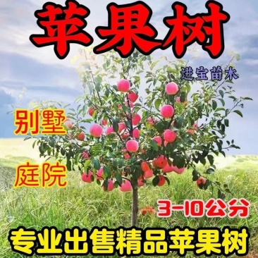 苹果树苗红富士苹果苗地栽盆栽庭院当年结果