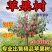 苹果树苗红富士苹果苗地栽盆栽庭院当年结果