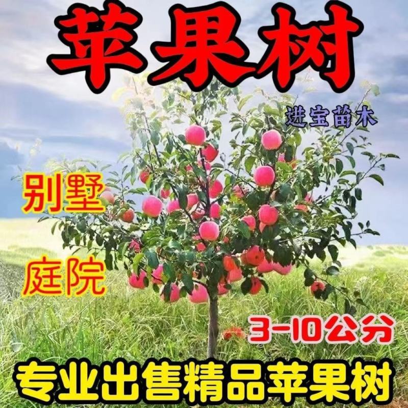 苹果树苗红富士苹果苗地栽盆栽庭院当年结果