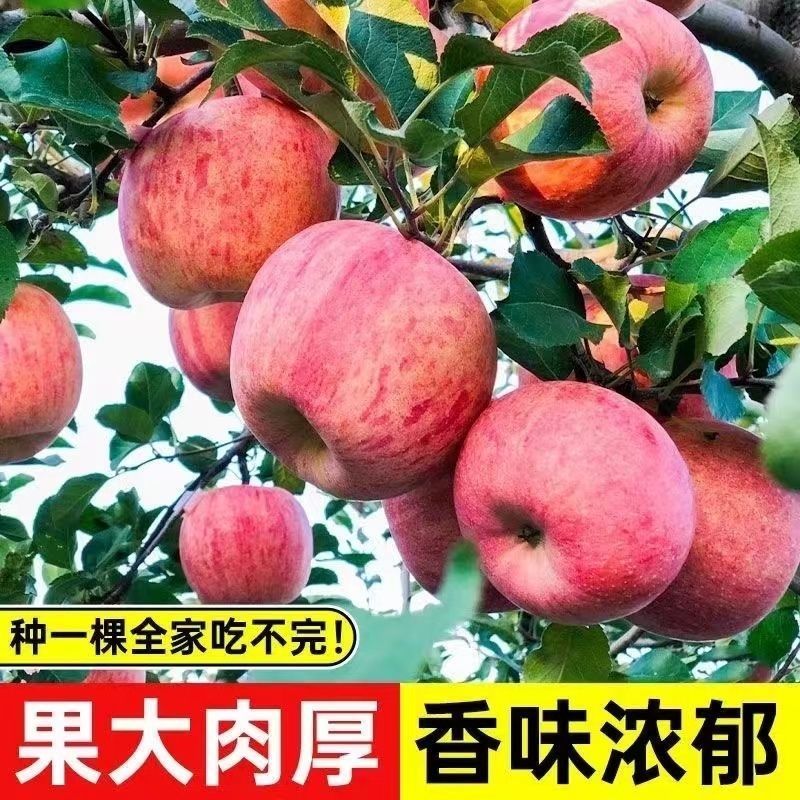 苹果树苗红富士苹果苗地栽盆栽庭院当年结果