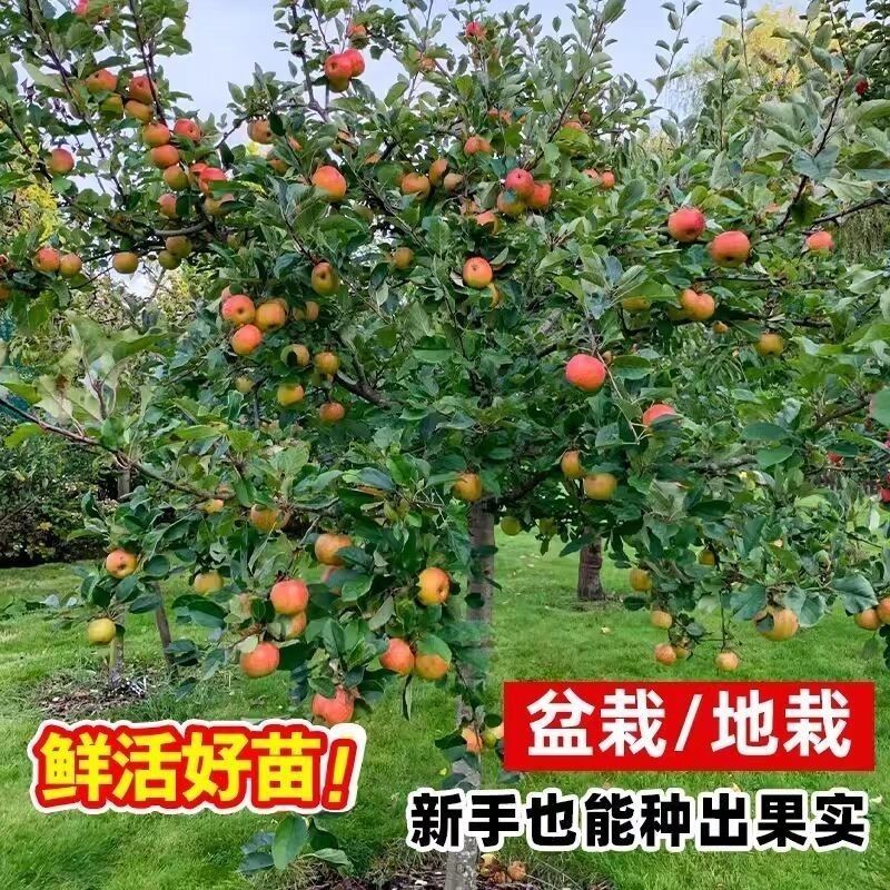 苹果树苗红富士苹果苗地栽盆栽庭院当年结果