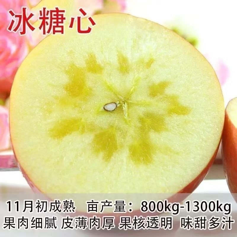 苹果树苗红富士苹果苗地栽盆栽庭院当年结果