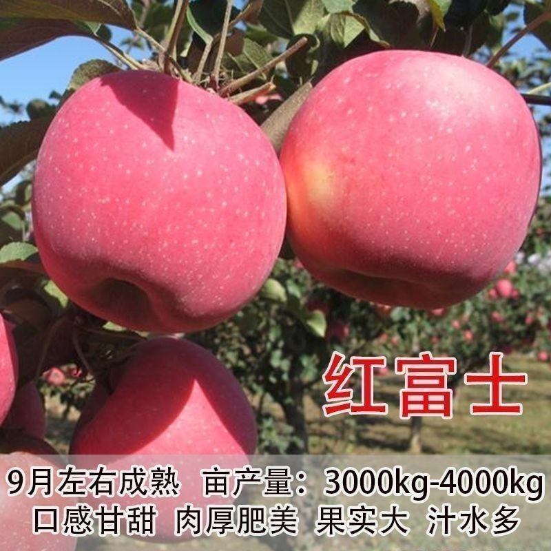 苹果树苗红富士苹果苗地栽盆栽庭院当年结果
