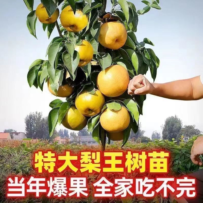 山东梨树苗嫁接成品梨子树苗大早熟晚熟秋月梨树包邮价批发