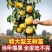 山东梨树苗嫁接成品梨子树苗大早熟晚熟秋月梨树包邮价批发