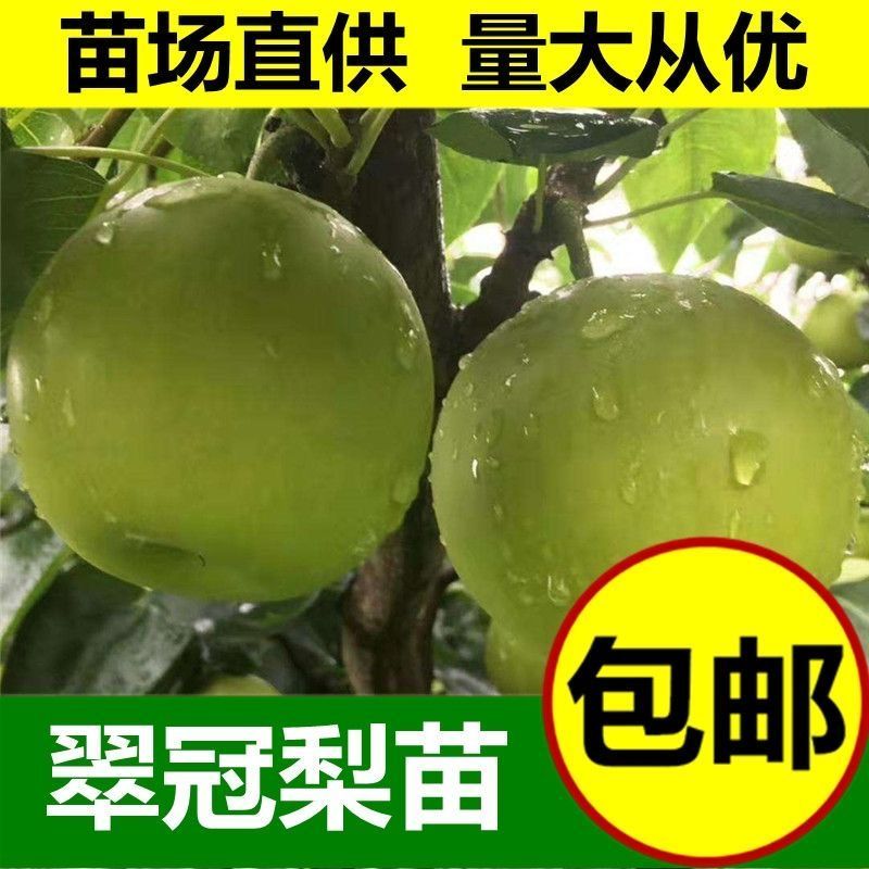 山东梨树苗嫁接成品梨子树苗大早熟晚熟秋月梨树包邮价批发