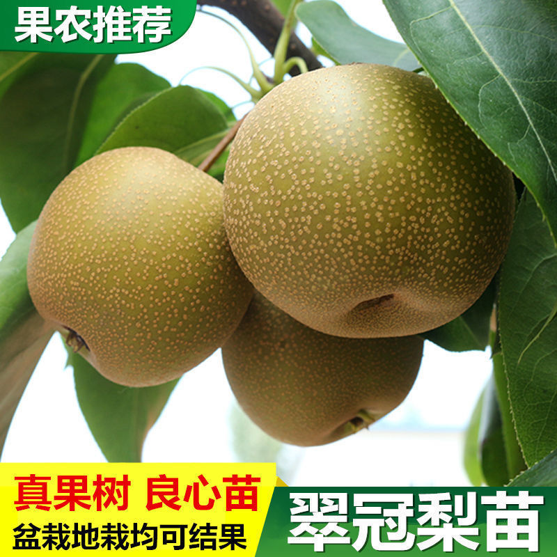 山东梨树苗嫁接成品梨子树苗大早熟晚熟秋月梨树包邮价批发