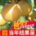 山东梨树苗嫁接成品梨子树苗大早熟晚熟秋月梨树包邮价批发