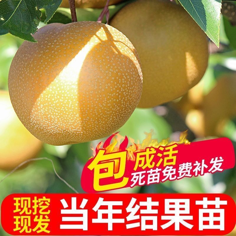 山东梨树苗嫁接成品梨子树苗大早熟晚熟秋月梨树包邮价批发