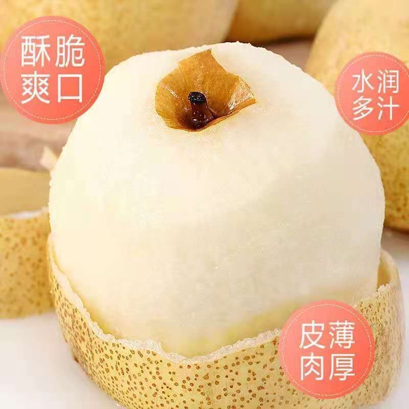 山东梨树苗嫁接成品梨子树苗大早熟晚熟秋月梨树包邮价批发