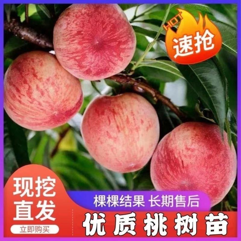 沂蒙映霜红桃苗嫁接山东水蜜桃晚熟品种特大脆甜桃子果树苗木