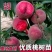 沂蒙映霜红桃苗嫁接山东水蜜桃晚熟品种特大脆甜桃子果树苗木