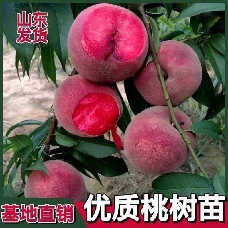 沂蒙映霜红桃苗嫁接山东水蜜桃晚熟品种特大脆甜桃子果树苗木