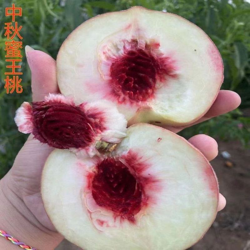 沂蒙映霜红桃苗嫁接山东水蜜桃晚熟品种特大脆甜桃子果树苗木
