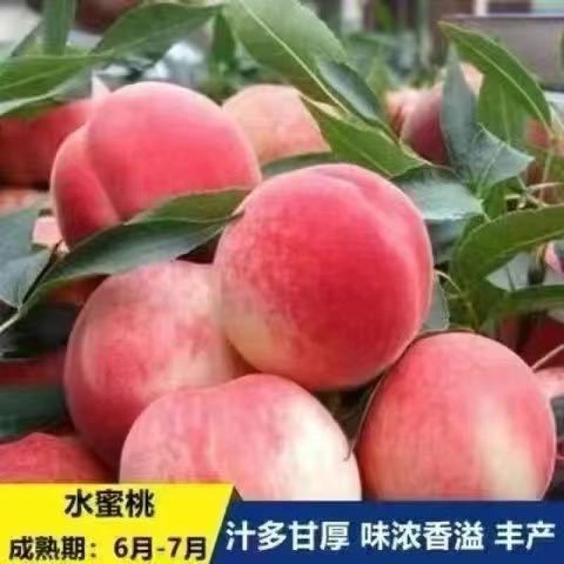 沂蒙映霜红桃苗嫁接山东水蜜桃晚熟品种特大脆甜桃子果树苗木