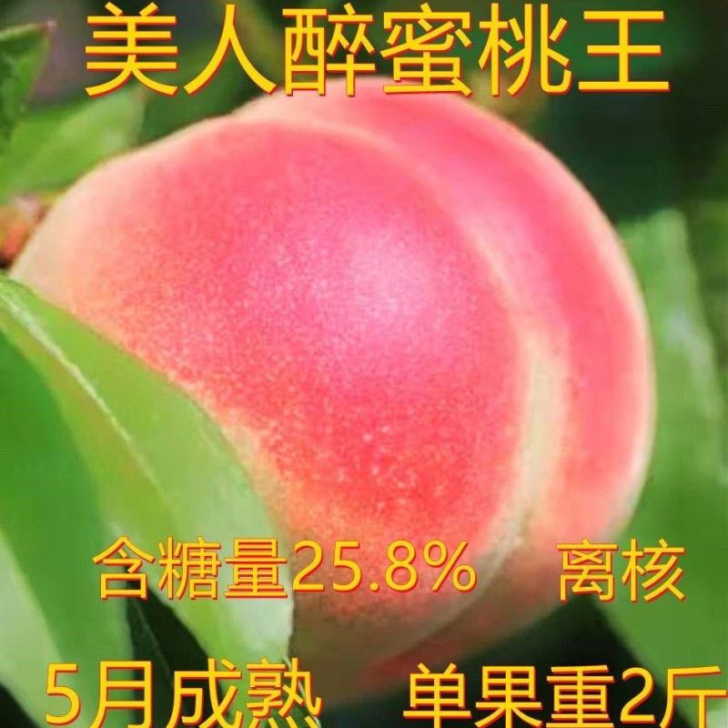 沂蒙映霜红桃苗嫁接山东水蜜桃晚熟品种特大脆甜桃子果树苗木